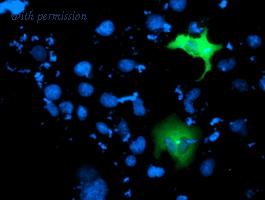 OriGene TA503051S image 1