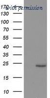 OriGene TA503055S image 1