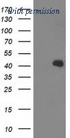 OriGene TA503062S image 1