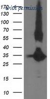 OriGene TA503067S image 1