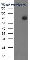OriGene TA503069S image 1