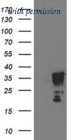OriGene TA503083S image 1