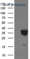 OriGene TA503084S image 1