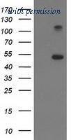 OriGene TA503086S image 1