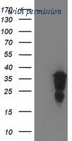 OriGene TA503111S image 1