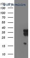 OriGene TA503113S image 1