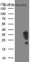 OriGene TA503115S image 1