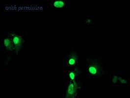 OriGene TA503116S image 1