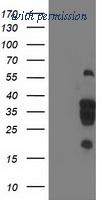 OriGene TA503117S image 1
