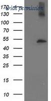 OriGene TA503130S image 1