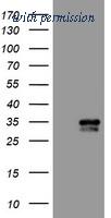 OriGene TA503131BM image 1