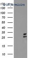 OriGene TA503132S image 1
