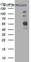OriGene TA503143S image 1