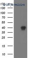 OriGene TA503150S image 1