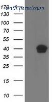 OriGene TA503151S image 1