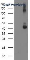 OriGene TA503152S image 1