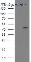OriGene TA503153S image 1