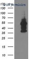 OriGene TA503158S image 1