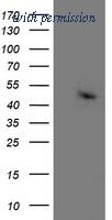 OriGene TA503189S image 1