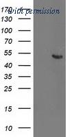 OriGene TA503191S image 1