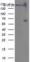 OriGene TA503201S image 1