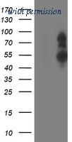 OriGene TA503205S image 1