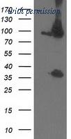 OriGene TA503219S image 1