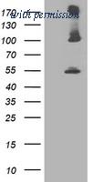 OriGene TA503220S image 1