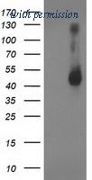 OriGene TA503224S image 1