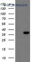OriGene TA503225S image 1
