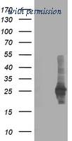 OriGene TA503238S image 1