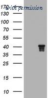 OriGene TA503254S image 1