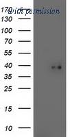 OriGene TA503257S image 1