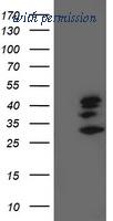OriGene TA503267S image 1