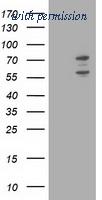 OriGene TA503284S image 1