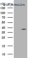 OriGene TA503311S image 1