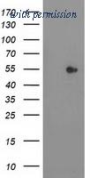 OriGene TA503321S image 1
