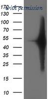 OriGene TA503322S image 1
