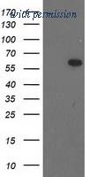 OriGene TA503323S image 1