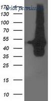 OriGene TA503337S image 1