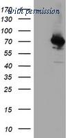 OriGene TA503344S image 1