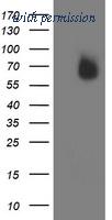OriGene TA503345S image 1