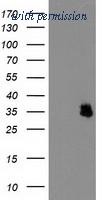 OriGene TA503361S image 1