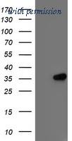 OriGene TA503363S image 1