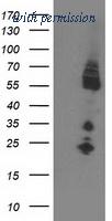 OriGene TA503369S image 1