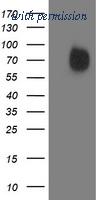 OriGene TA503382S image 1