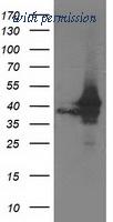 OriGene TA503383S image 1