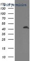 OriGene TA503384S image 1