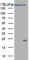 OriGene TA503386S image 1