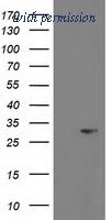 OriGene TA503401S image 1